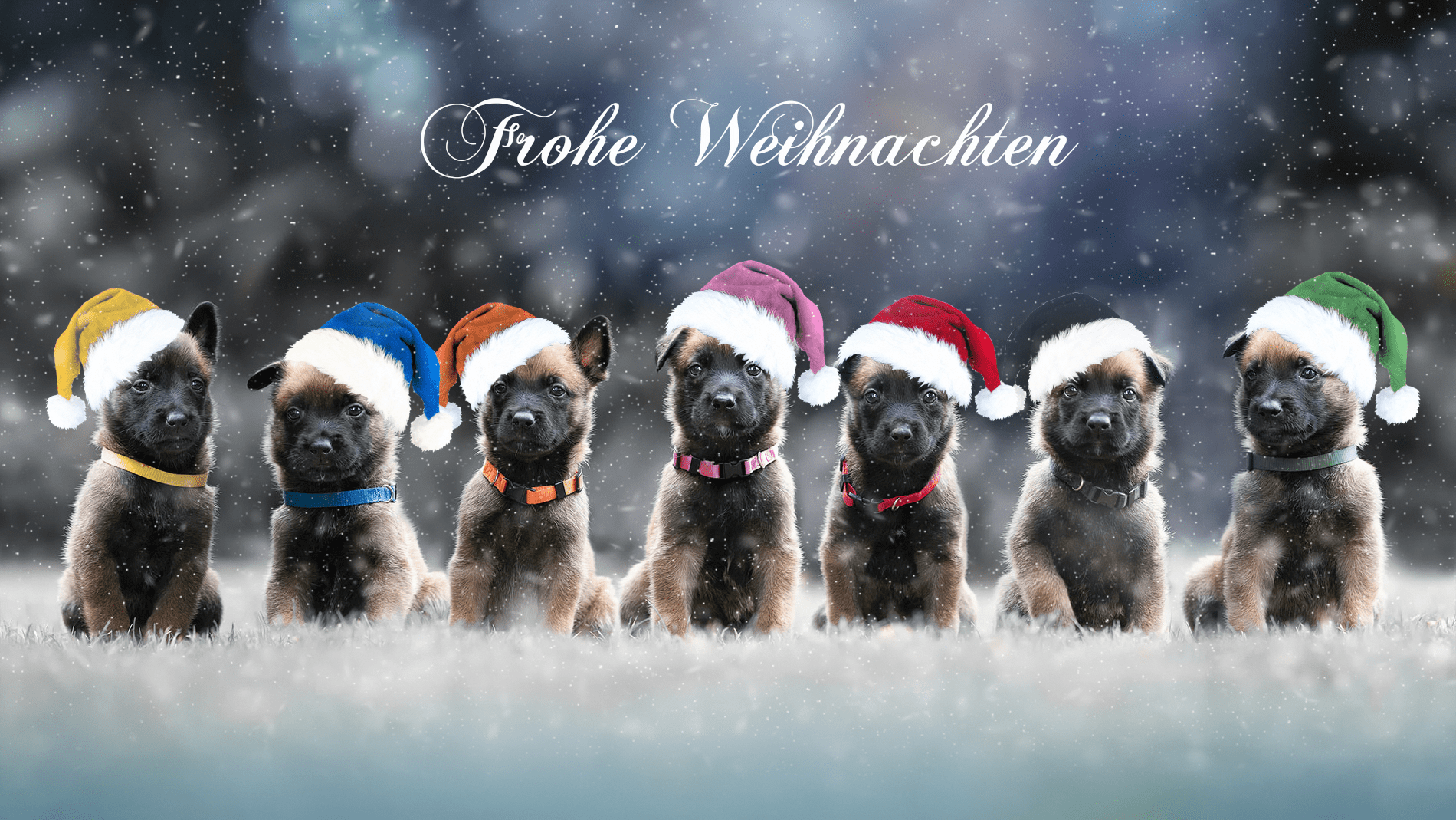 Hundeschule Wunstorf Wintergrüße-min